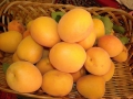 albicocche-00