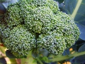 broccoli-00