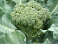 Broccoli close-up