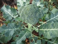broccoli-03