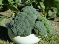 broccoli-04