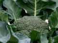 broccoli-05