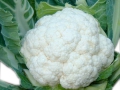 cavolfiore-06