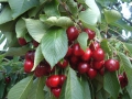 ciliegie-02