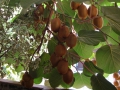 kiwi-00