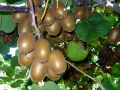 kiwi-01