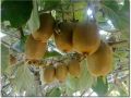 kiwi-02