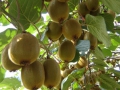 kiwi-04