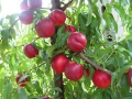 pesche-02
