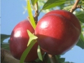 pesche-04
