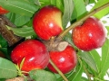 pesche-05