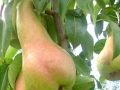 pere-00
