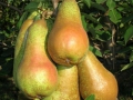 pere-01
