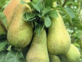 pere-03