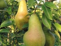 pere-04