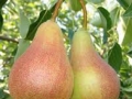 pere-05