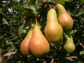 pere-06