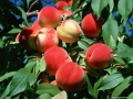 pesche-01