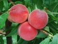 pesche-02