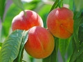 pesche-03
