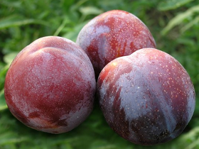 09_PRUgne
