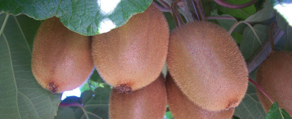 kiwi