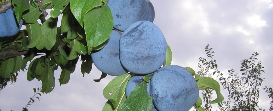 prugne
