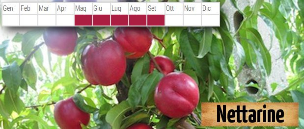 01-Nettarine