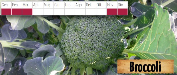10-broccoli
